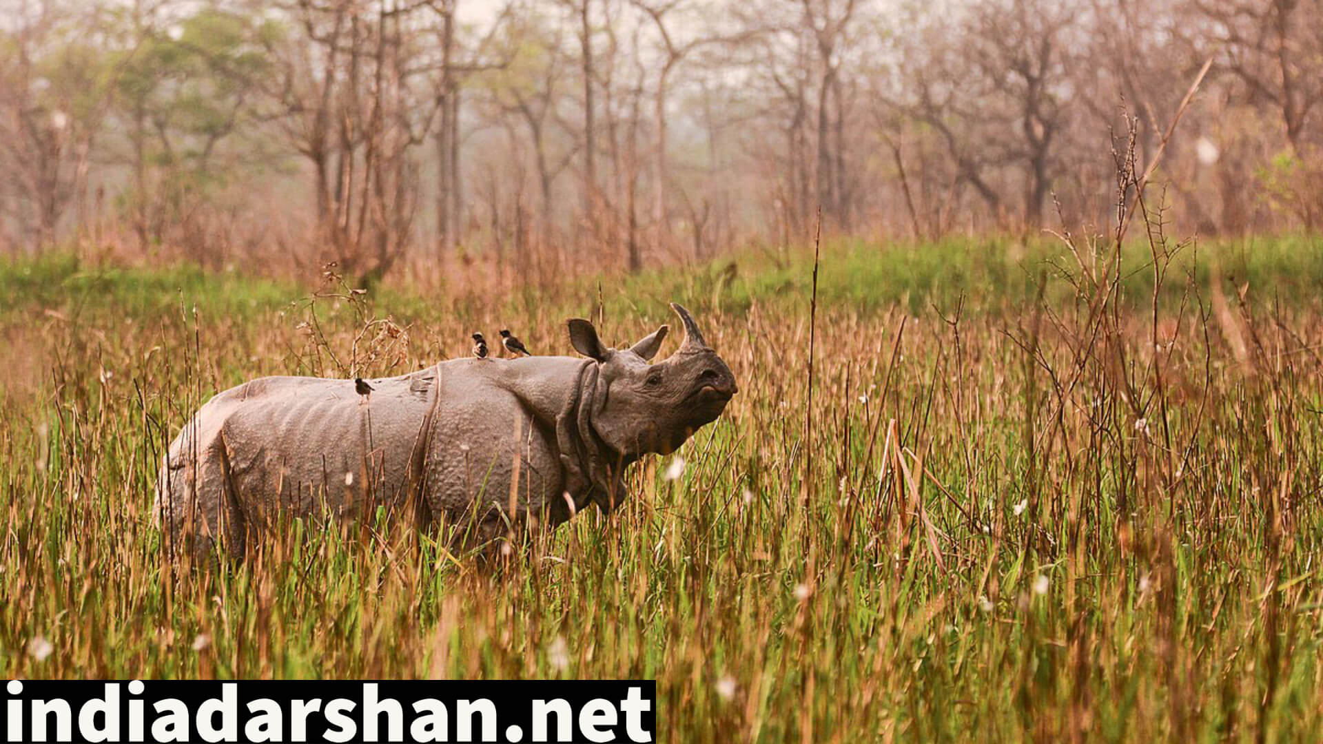Orang National Park: Where Wildlife Thrives in Assams Heartland